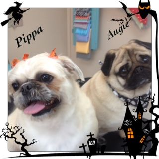 Shaggy to Chic: Pippa and Augie