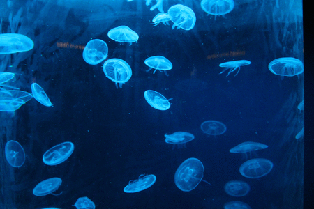 photo GIFJellyfish_zps9742718c.gif