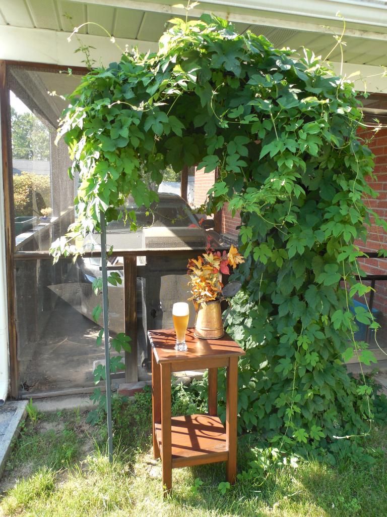 Using fining gelatin for wheat beer Community BeerAdvocate