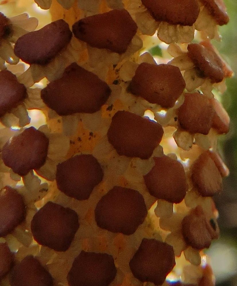 Field Horsetail Cone - Detail photo 739fd295-2c91-4753-b48a-63805a8ded5f_zpsf0dec69c.jpg