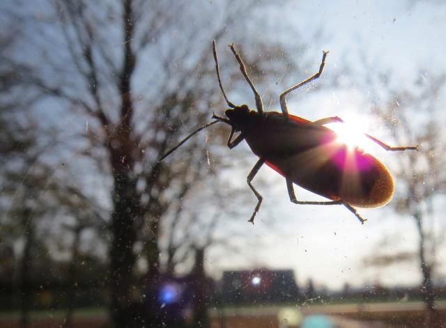 Box Elder Bug in the Morning Sun photo BoxElderBugintheMorningSun_zps89d80891.jpg