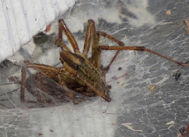 photo FunnelWeaverSpidersmating3_zps965779a9.jpg