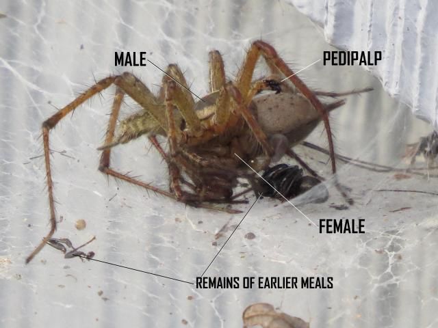 photo FunnelWeaverSpidersmating_zpsbbd9c406.jpg