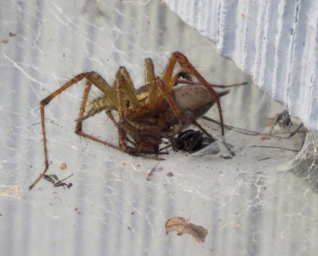 photo FunnelweaverSpidersmating2_zps002be155.jpg