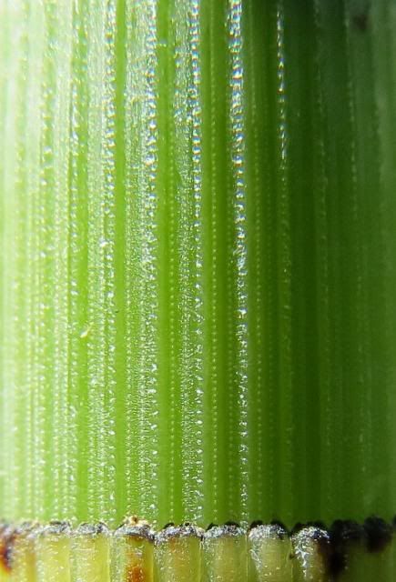 Horsetail Stem Detail photo HorsetailStemDetail_zps8f7b173d.jpg