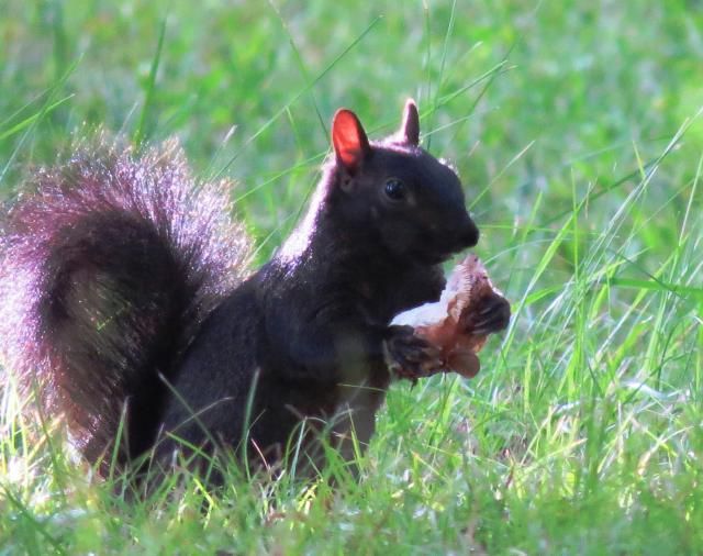 Gray Squirrel eating Large Mushroom photo IMG_5636_zpsb8716694.jpg
