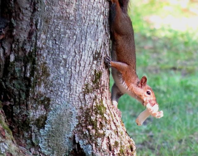 Grey Squirrel with Large Mushroom photo IMG_5748_zps56edb443.jpg