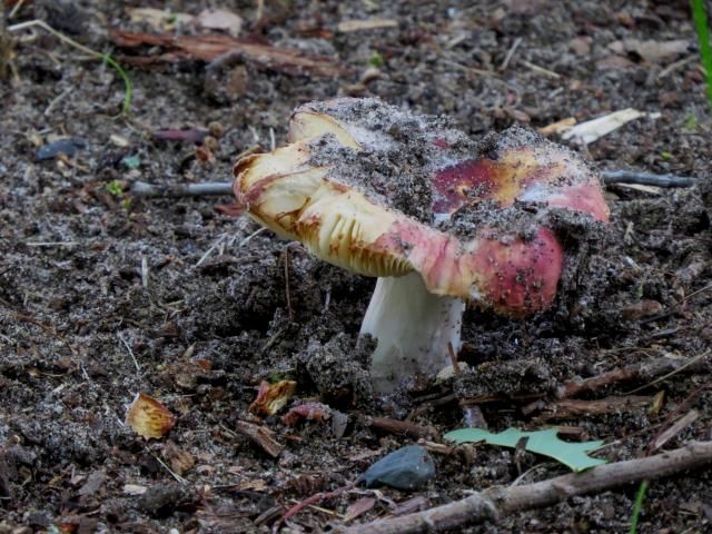Russula Mushroom at Dollar Lake photo IMG_5770_zps892a6d74.jpg