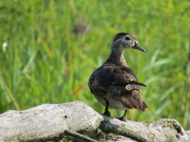 Immature Female Wood Duck photo IMG_5935_zps572dec64.jpg
