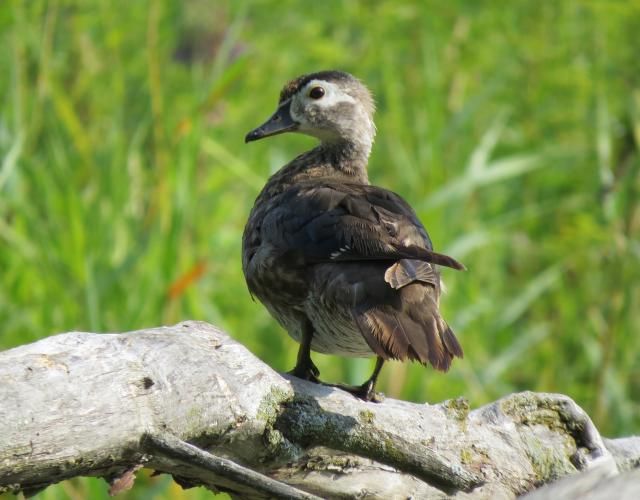 Immature Female Wood Duck photo IMG_5936_zpsb4f1eb27.jpg