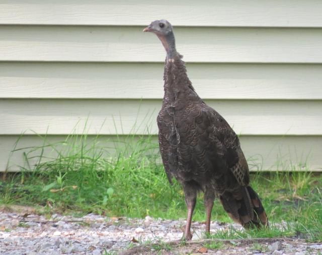 Immature Turkey photo IMG_6016_zpsc13864cd.jpg