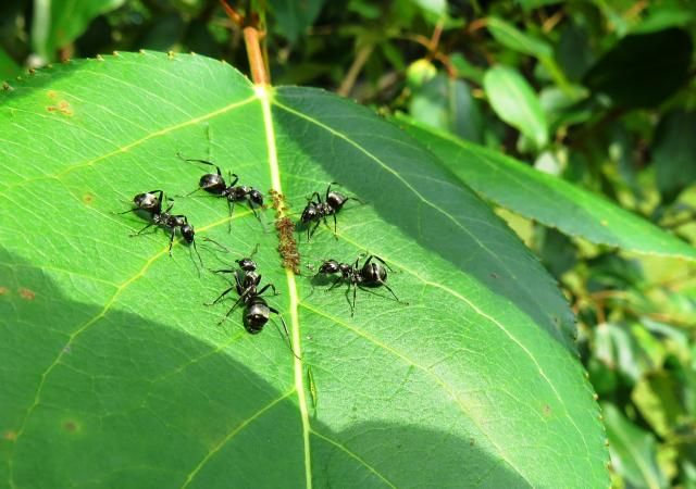 Black Ants tending Aphids photo IMG_6031_zpsccfc5006.jpg