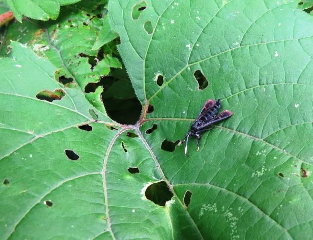 Virginia Creeper Borer Moth photo IMG_6146_zps69562d86.jpg