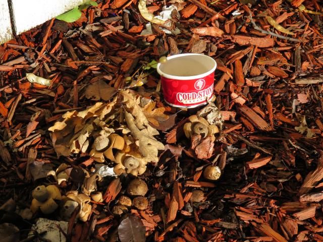 Earth Stars photo IMG_6394_zps3113dbde.jpg