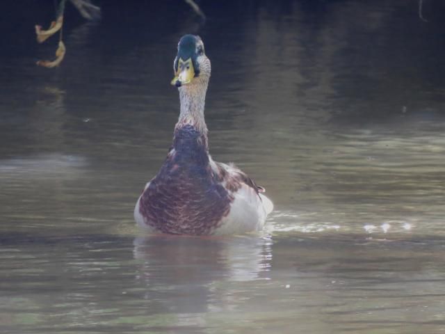 Juvenile Mallard photo IMG_6506_zps15db63d6.jpg