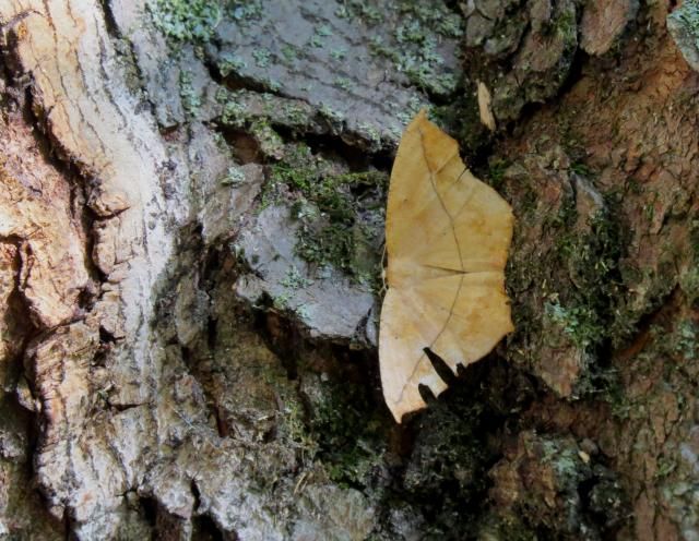 Geometer Moth with na Enhanced Ragged Leaf Look photo IMG_6611_zps4c238cb8.jpg