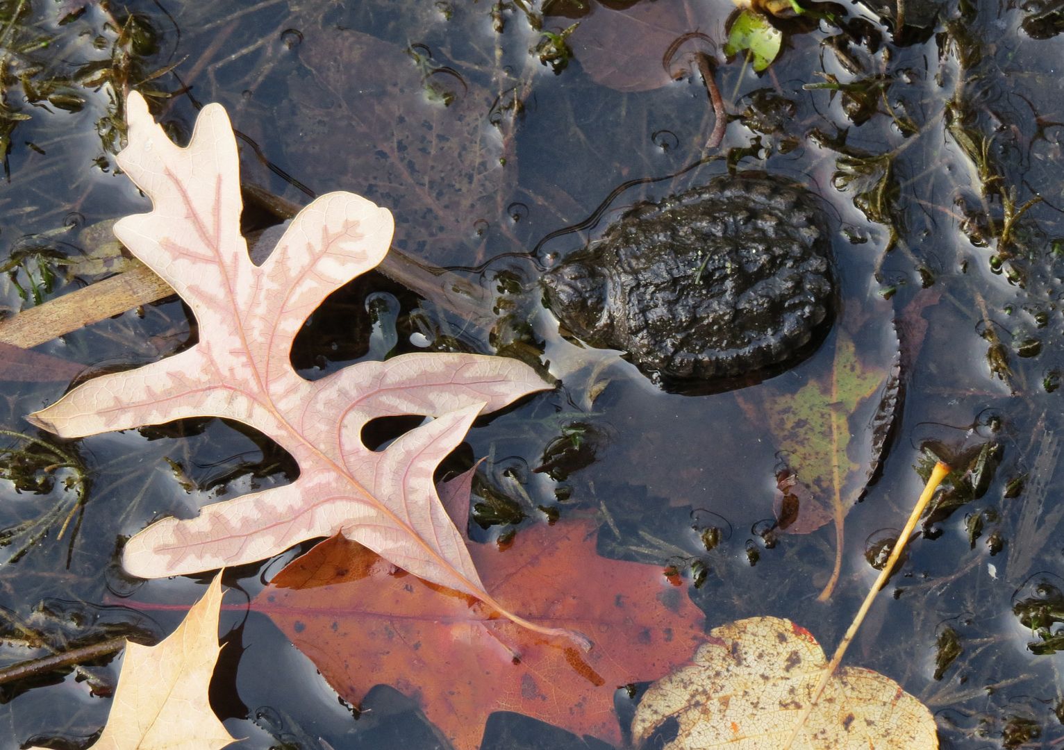 Hatchling Snapping Turtle photo IMG_6883_zpscc93f89f.jpg