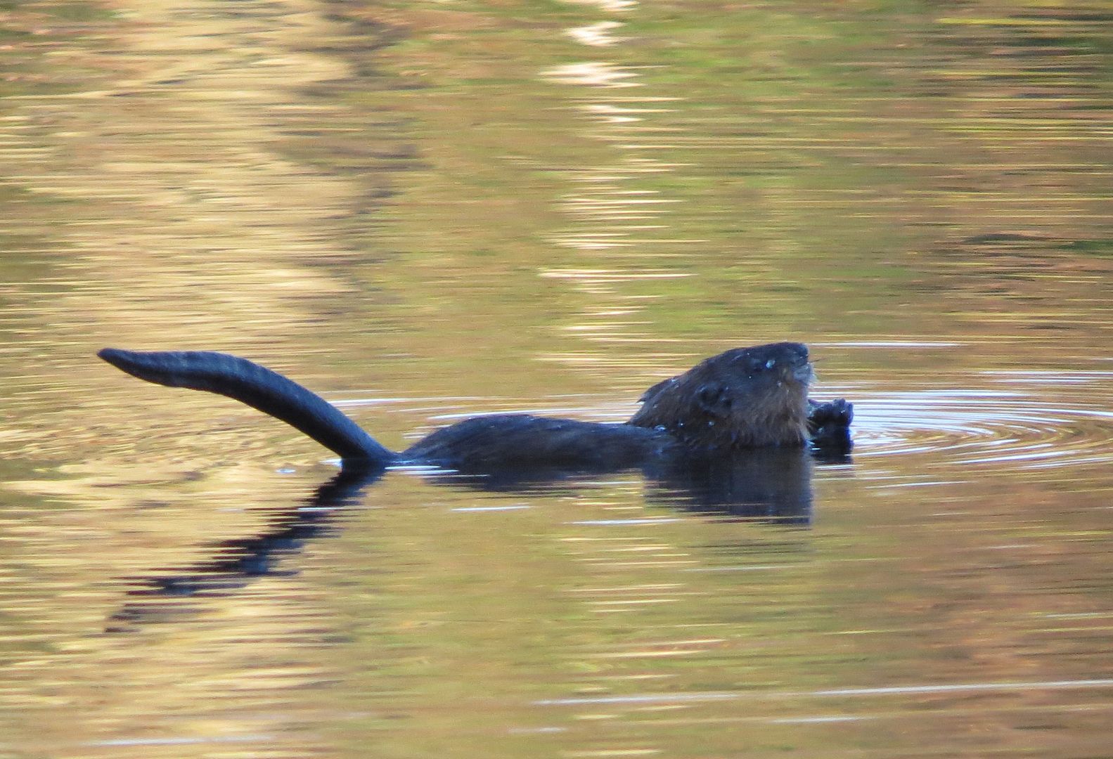 Feeding Muskrat photo IMG_7105_zps69295ac2.jpg