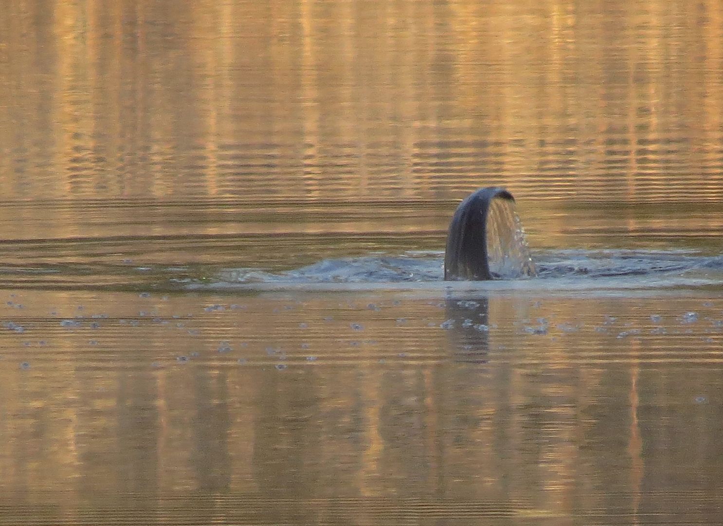 Otter on Dollar Lake photo IMG_7140_zps4a685a35.jpg