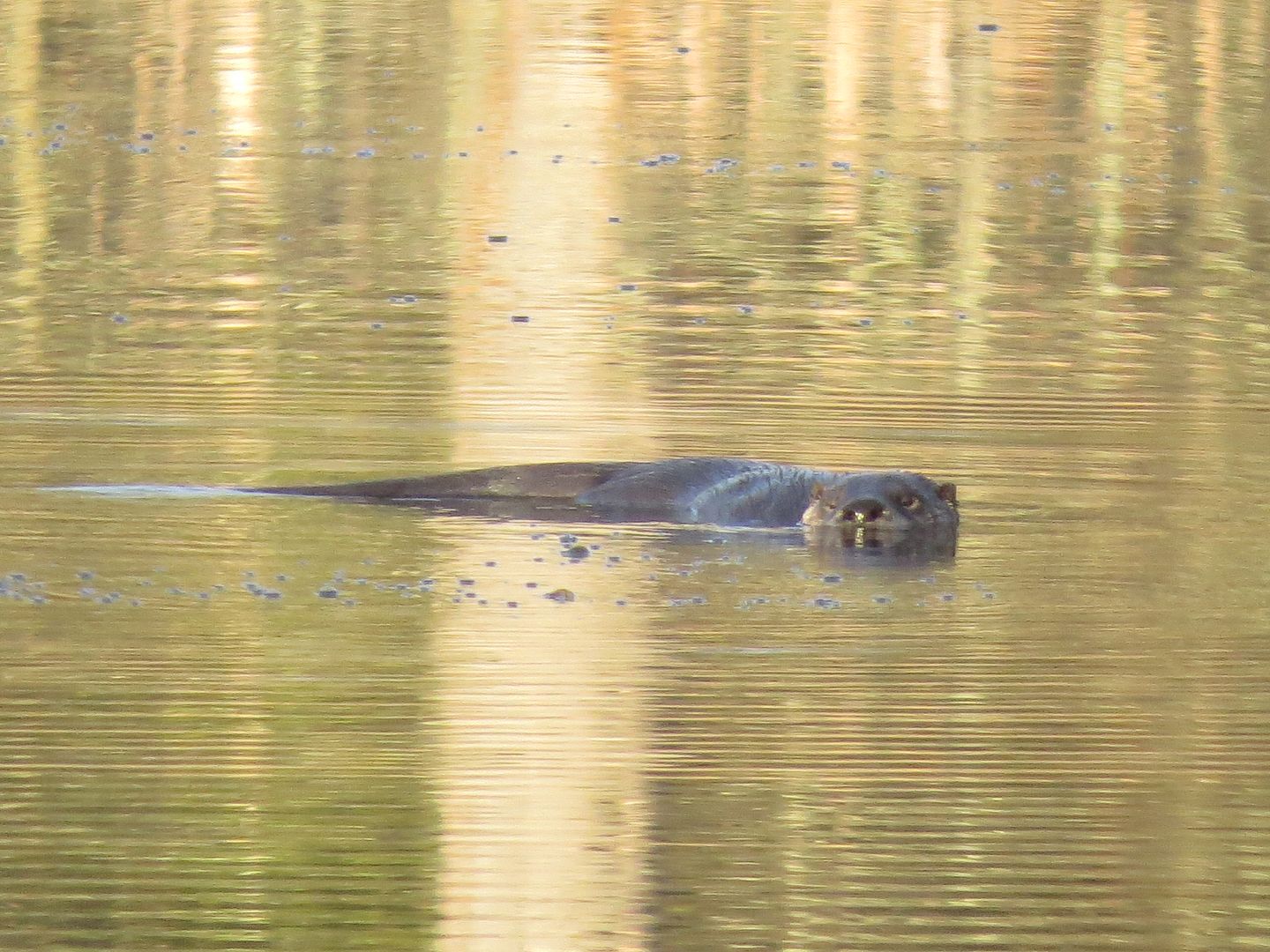 Otter on Dollar Lake photo IMG_7176_zps73fbd74f.jpg