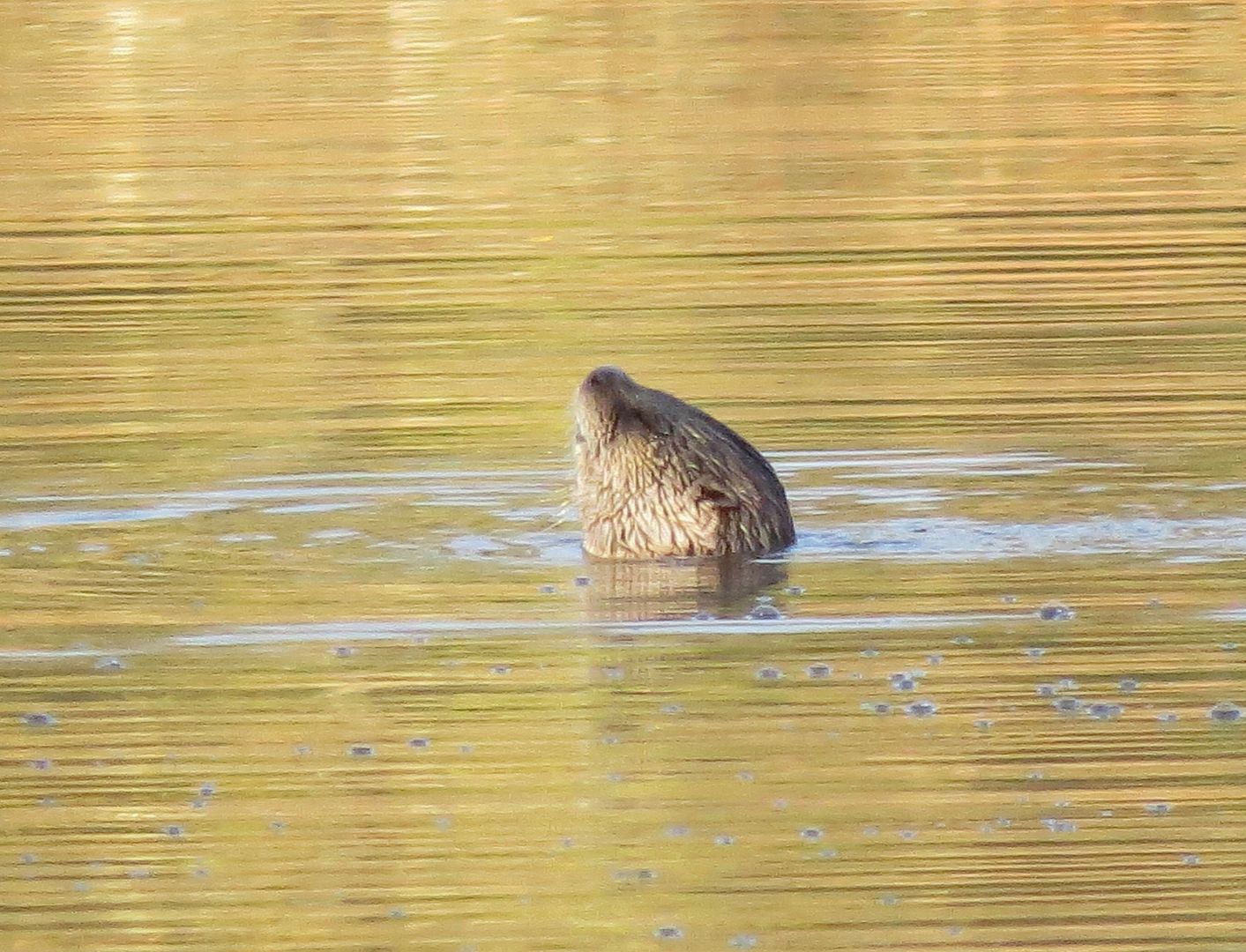 Otter on Dollar Lake photo IMG_7212_zpsc1f973df.jpg