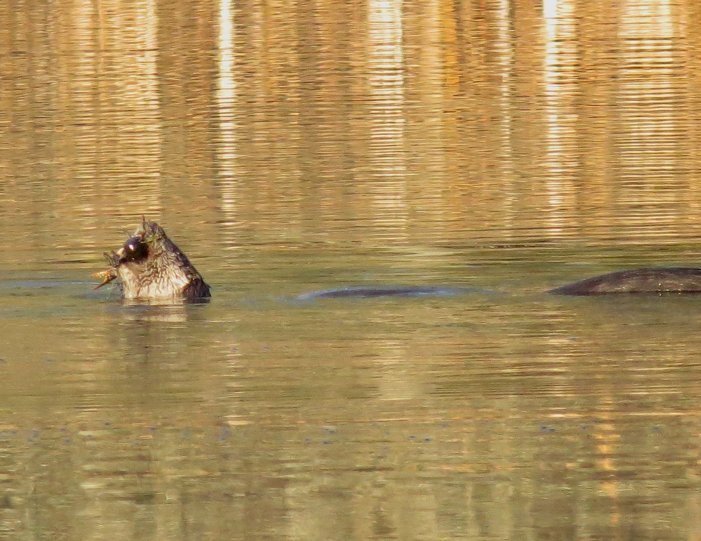 Otter on Dollar Lake photo IMG_7217_zps0a355d78.jpg
