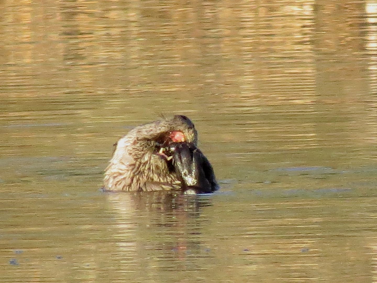 Otter on Dollar Lake photo IMG_7232_zps959d3921.jpg