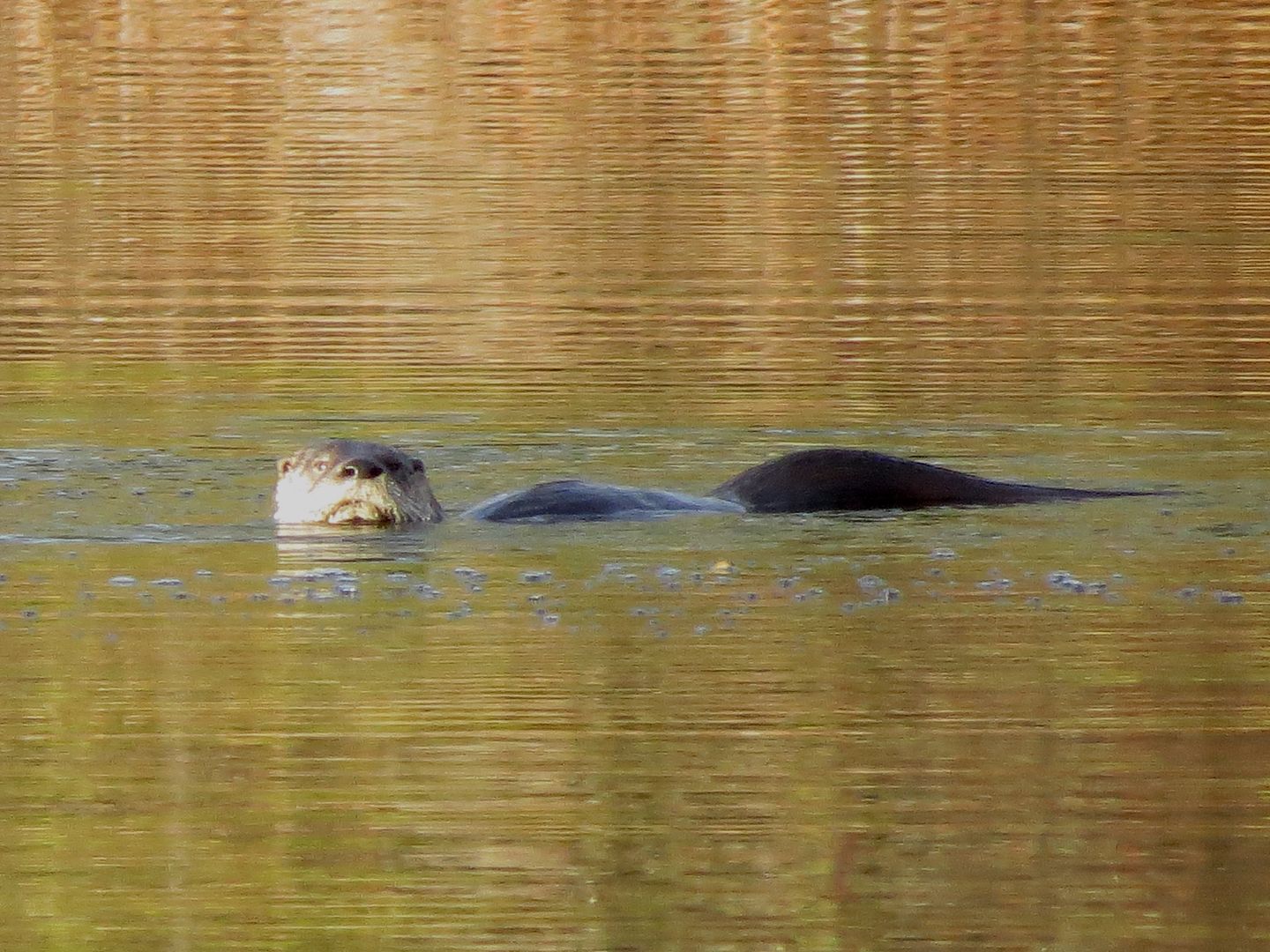 Otter on Dollar Lake photo IMG_7253_zps163d6882.jpg