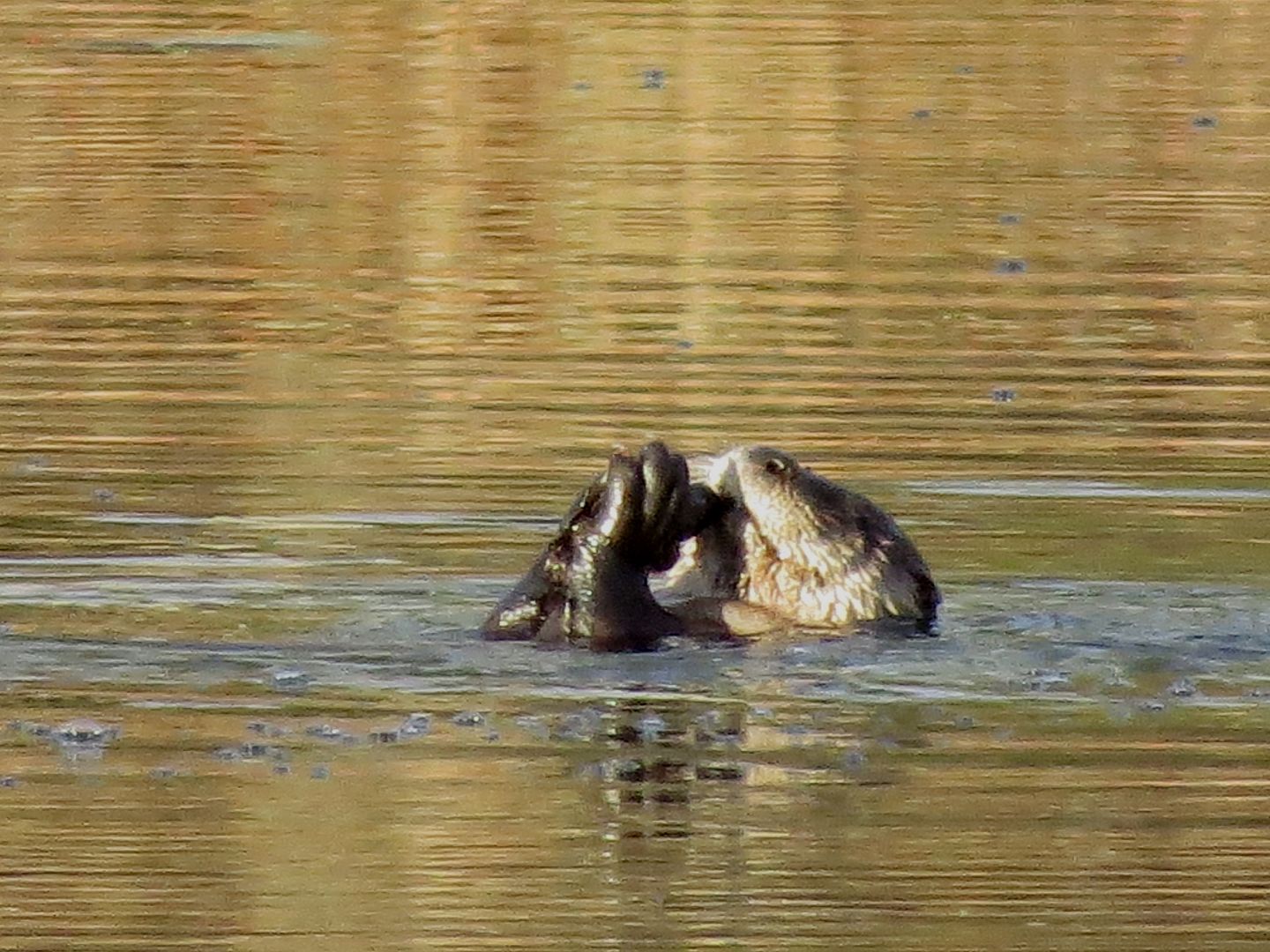 Otter on Dollar Lake photo IMG_7257_zpsff1475d3.jpg