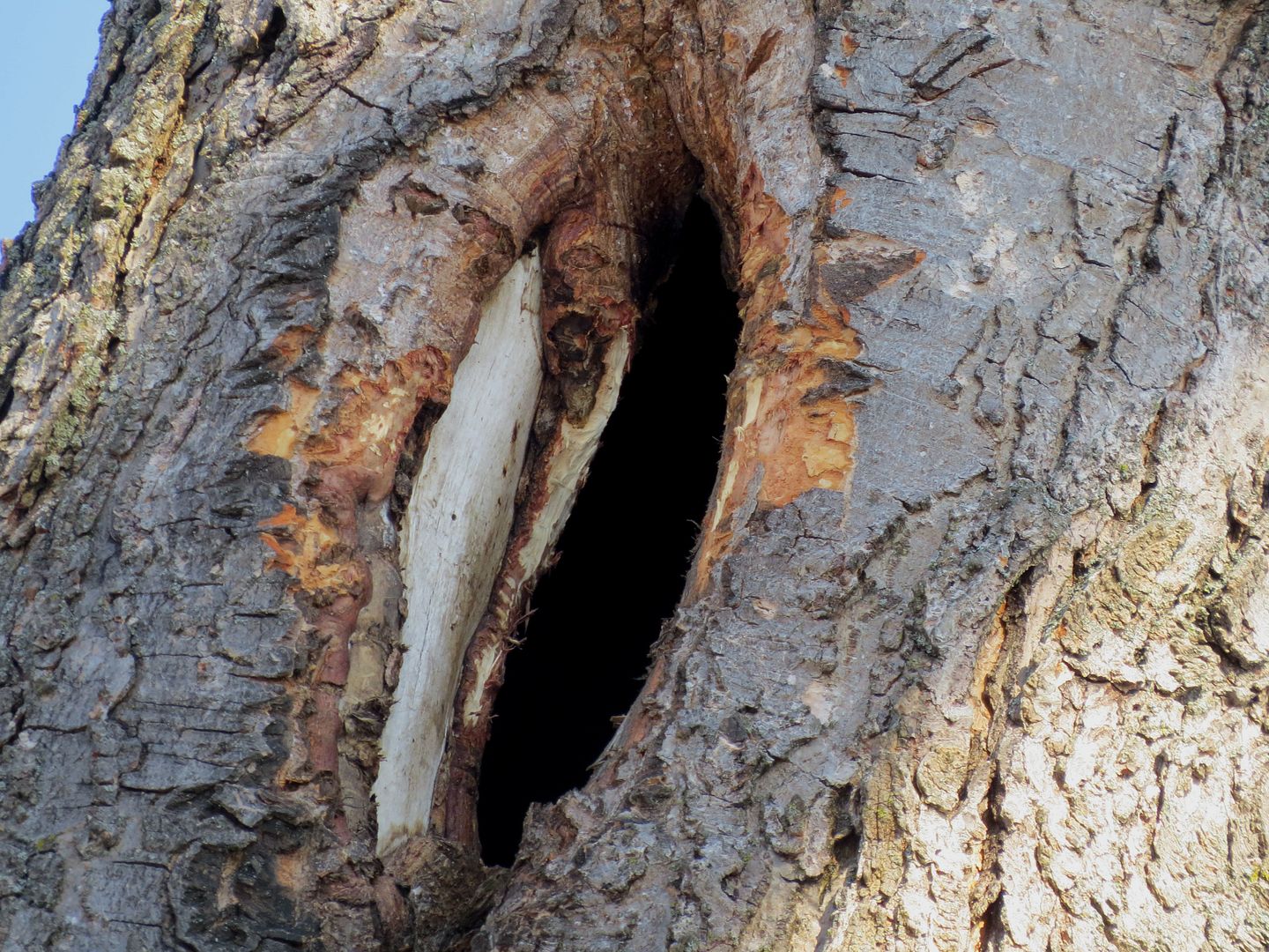 Red Squirrel Tree Cavity photo IMG_7294_zps22fe5635.jpg