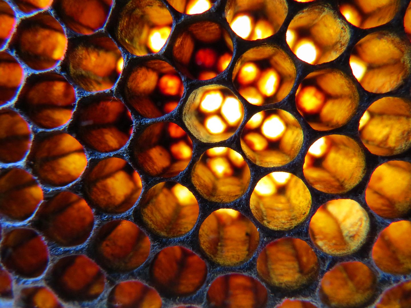 Honeycomb Detail photo IMG_7318_zps237bb6e9.jpg