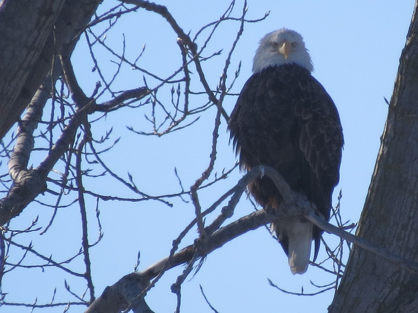 Bald Eagle in a Cottonwood photo IMG_7383_zps4f856179.jpg