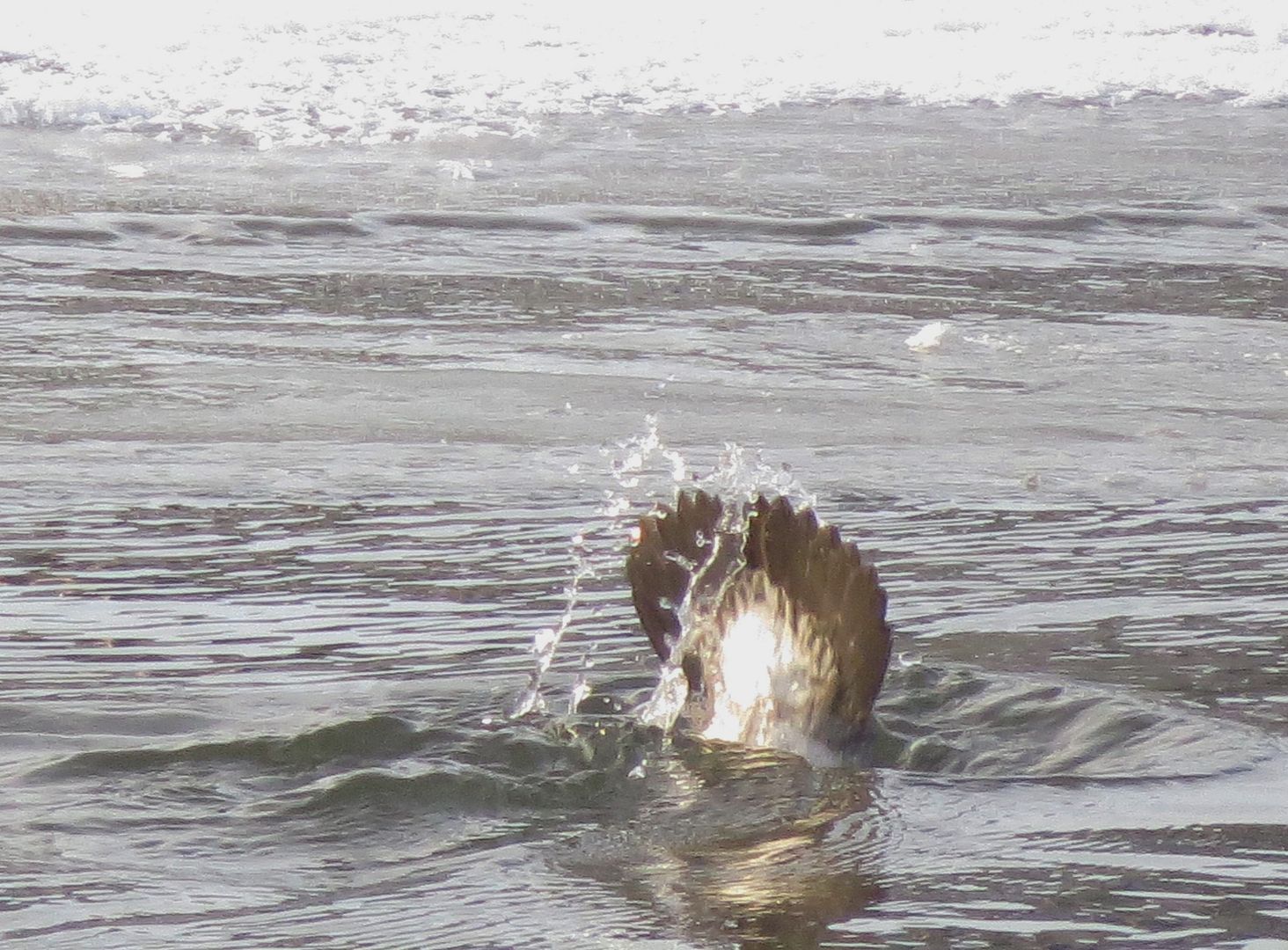 Goldeneye Taking a Dive photo IMG_7485_zps0506cb7a.jpg