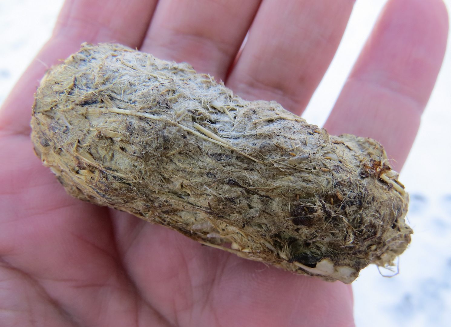 Gull-filled Owl Pellet 1 photo IMG_7721_zps2170a66b.jpg