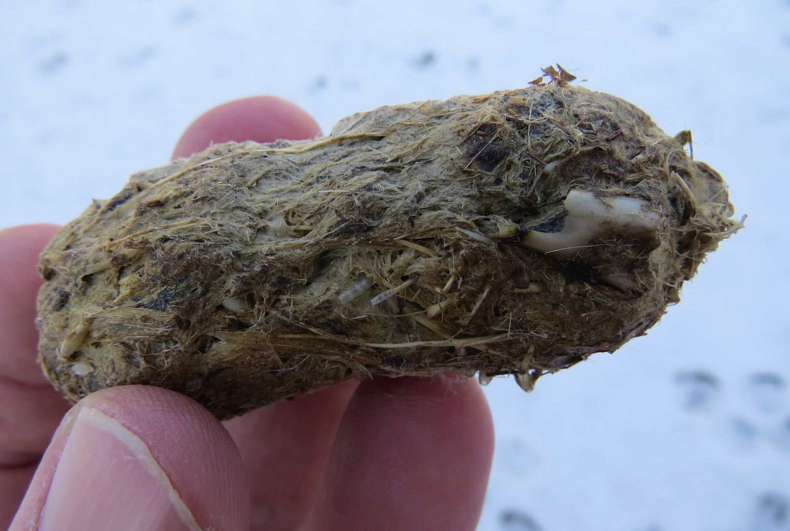 Gull-filled Owl Pellet 2 photo IMG_7722_zpsaa937367.jpg