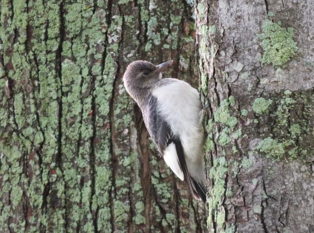 Immature Red-headed Woodpecker 2 photo ImmatureRed-headedWoodpecker1_zpscfb524f8.jpg