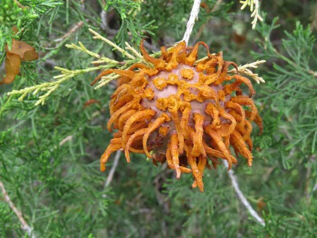 photo Red-CedarAppleGallintheSpring4_zps719666ea.jpg