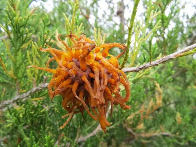 photo RedCedarAppleGallintheSpring2_zpsb39640ea.jpg