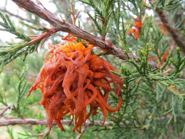 photo RedCedarAppleGallintheSpring3_zpsbfd41384.jpg