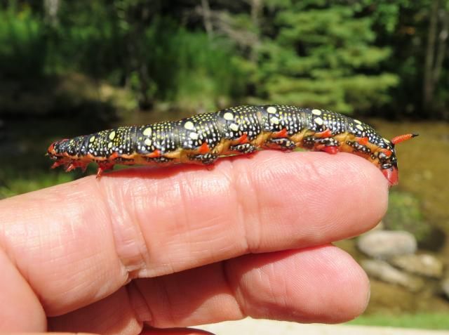 Spurge Hawk Moth Caterpillar photo SpurgeSphinx2_zps8a97ebd8.jpg