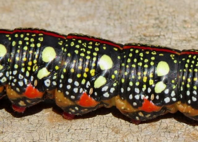 Spurge Hawk Moth Caterpillar photo SpurgeSphinx4_zps79a14557.jpg
