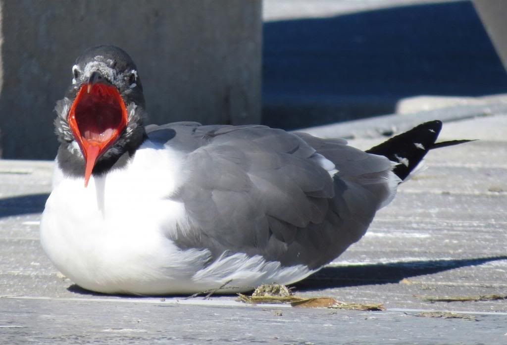  photo a8531871-5bef-4ec6-869d-c17e88fd173a_zps75f54371.jpg