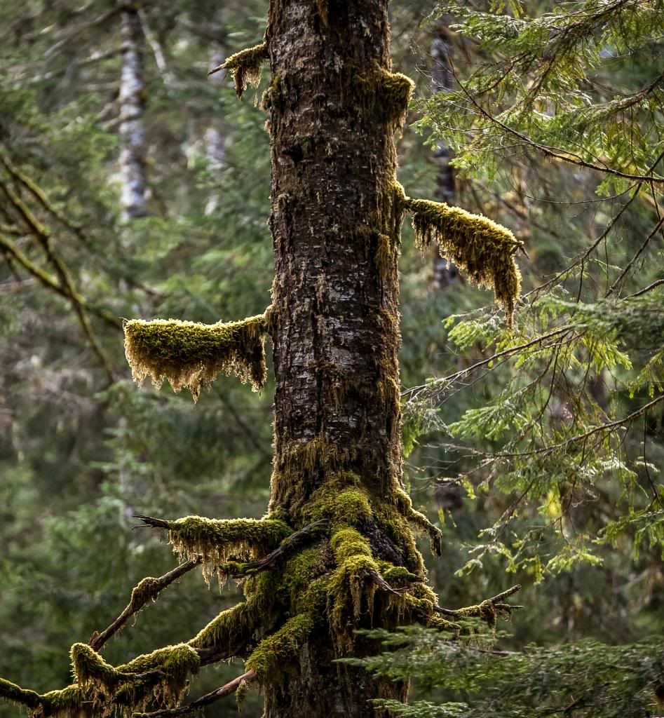 IMAGE: http://i1316.photobucket.com/albums/t618/eugenek1975/IMG_3428_zps0cb72a46.jpg