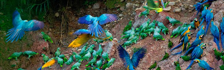 Macaw