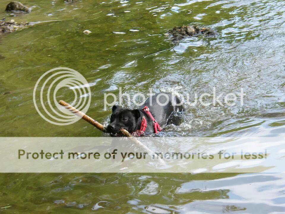 poppy swimming IMG_81750377044675_zps9e8d63f2